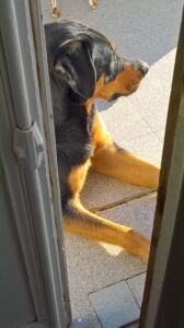 Marty waiting "patiently" for us on the patio
