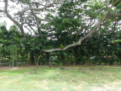 Spreading Roots & Branches.