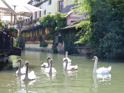 Not just human visitors.