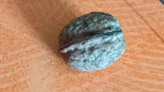 one less walnut for squirrels