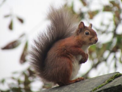 our red squirrels