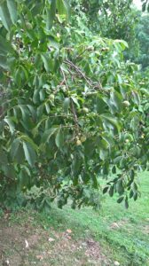HEAVEN = walnut trees
