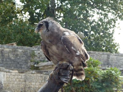 An owl ready to hunt.
