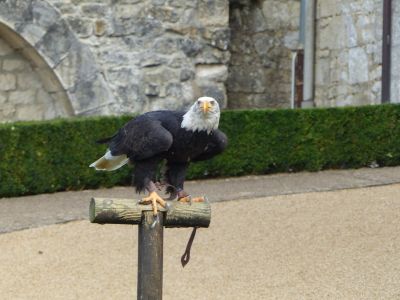 American Bald Eagle.